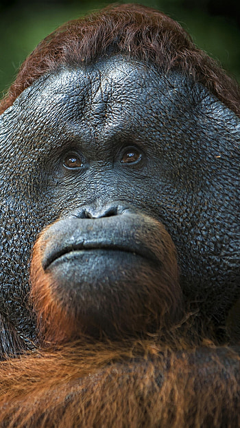 Orangutan, Brown fur, , Animal beauty HD phone wallpaper