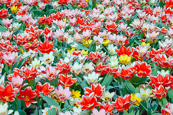Gorgeous Tulips, Tulips, Fields, Flowers, Nature, Colorful HD wallpaper