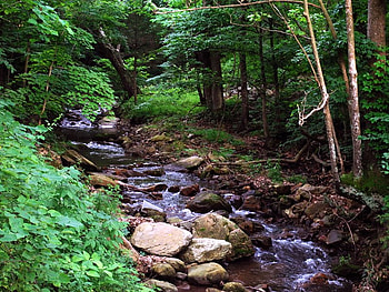 Running Creek, trees, creek, water, rocks HD wallpaper