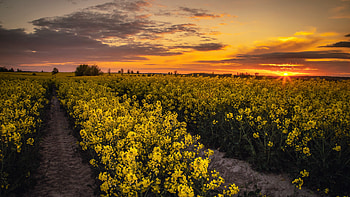 Flower Field Sunset, nature, Flower, field, sunset HD wallpaper
