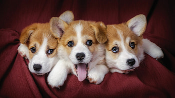 Cute dog squad, Adorable companions, purr-fection, Irresistible charm HD wallpaper