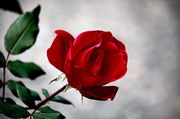 red rose, rose, nature, red, flower HD wallpaper