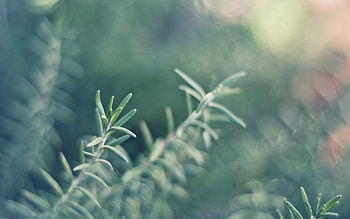 Plant, Macro, Branch, Focus HD wallpaper