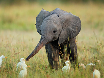 Baby elephant, Elephants HD wallpaper