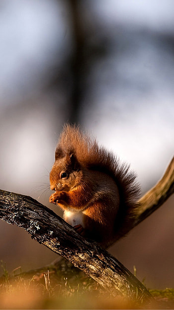 Squirrel 2 , background HD phone wallpaper