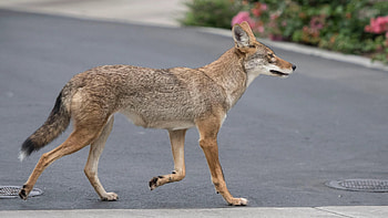 Coyote, Harbor UCLA sightings, Torrance's concerns, Workplace worries HD wallpaper