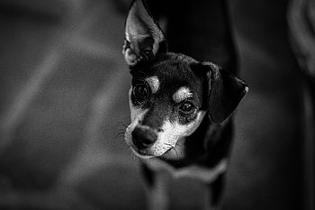 Animals, Dog, Muzzle, Bw, Chb HD wallpaper