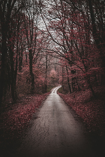 Nature, Trees, Autumn, Forest, Path, Stroll HD phone wallpaper