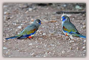 FRAMED BIRDS, BIRDS, NATURE, FRAMED HD wallpaper