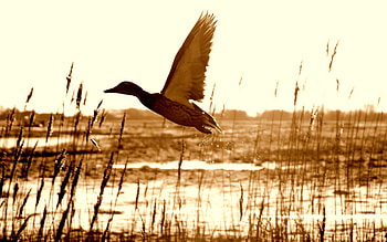 Animals, Grass, Lake, Flight, Duck HD wallpaper