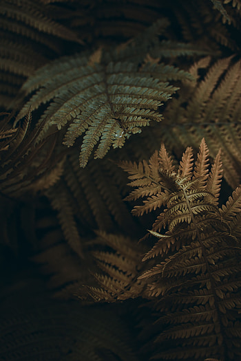 Leaves, Plant, Macro, Fern, Branches HD phone wallpaper