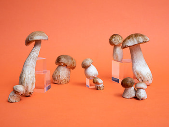 In season porcini mushrooms, Culinary abundance, Seasonal delight, Mushroom feast HD wallpaper