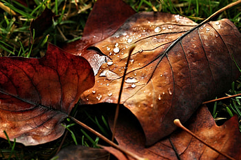Autumn Leaves, Nature, Leaves, Autumn, pretty HD wallpaper