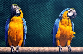 Two colorful macaws perched on a branch, showcasing their vivid plumage in a zoo enclosure. HD wallpaper