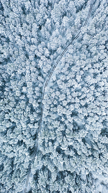 Winter, Nature, Trees, Snow, View From Above, Forest HD phone wallpaper