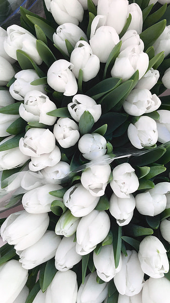 White Flowers, Tulips HD phone wallpaper
