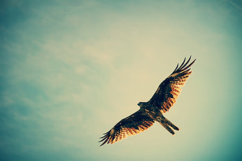 Hawk, flying, eagle, birds, wings HD wallpaper