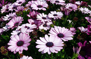Flowers, Flower Bed, Flowerbed, Dimorfoteka, Dimorphotheque HD wallpaper
