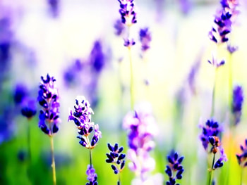 Lavender, summer, natural, graphy, fragrence HD wallpaper
