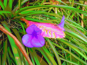 flowers, blue, pink, green HD wallpaper