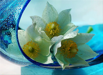 Flowers in blue vase, blue, natural, white, vase, effect, nonconformity, beauty, simple, discreet, nature, flowers HD wallpaper