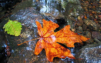 Nature, Water, Wet, Sheet, Leaf, Maple HD wallpaper