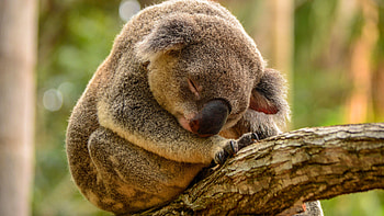 quality koalas, Detailed koala , Crystal clear , High-definition beauty HD wallpaper