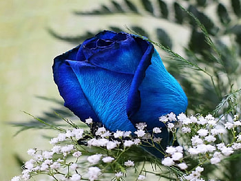 Blue Rose, blue, rose HD wallpaper