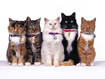 Cats, nature, animals HD wallpaper