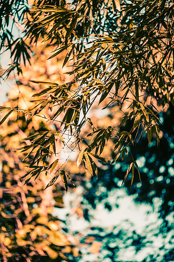Nature, Leaves, Plant, Branches, Bamboo HD phone wallpaper
