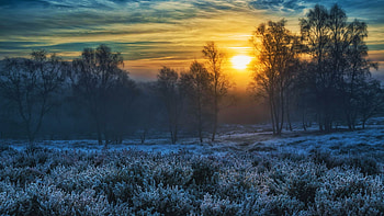 Rammamere Heath Sunrise, Bedfordshire, UK, snow, winter, landscape, trees, sky, sun HD wallpaper