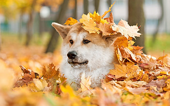 Akita , Canine beauty, masterpiece, Personalize your screen HD wallpaper