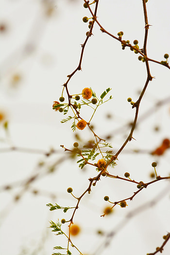 Flowers, Plant, Branches, Bloom, Flowering HD phone wallpaper