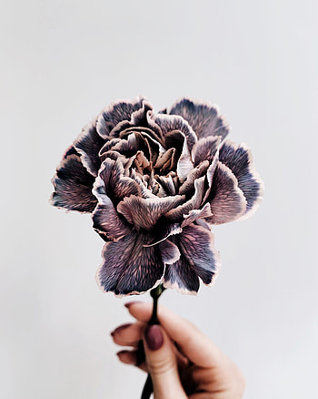 Flowers, Violet, Flower, Hand, Close-Up, Purple HD phone wallpaper