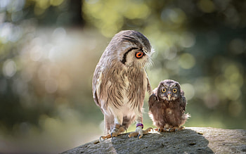 Owls, bokeh, bird, couple, baby, pasare, bufnita, cute, owl HD wallpaper