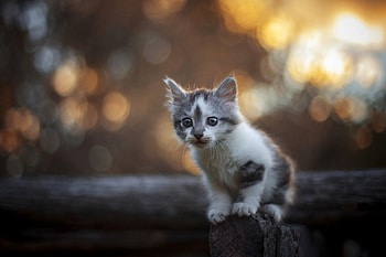Adorable Face, kitten, bokeh, sweet, kitty, cats, cute, cat, paws, cat face HD wallpaper