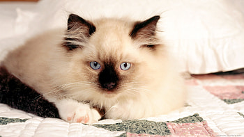 Cats , Cats , Wide HD wallpaper