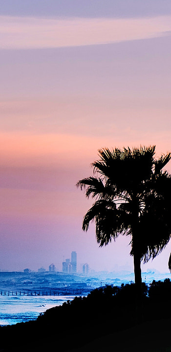 Palm tree outdoors, Samsung Galaxy HD phone wallpaper