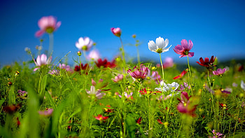 Spring | ... Spring wildflowers background and HD wallpaper