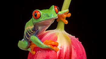 Tulip, Red Eyed Tree Frog HD wallpaper