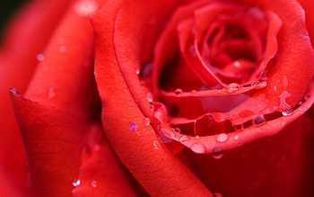 Drops, Macro, Rose Flower, Rose, Bud, Moisture, Dew HD wallpaper