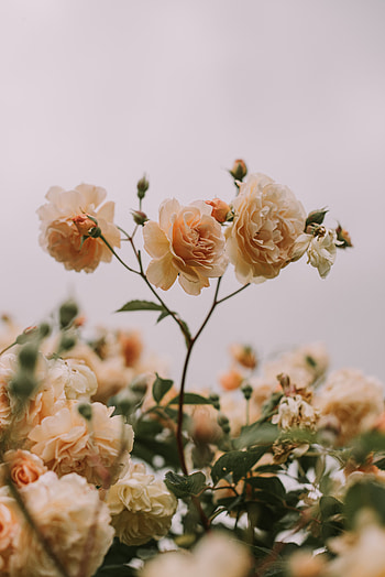 Flowers, Roses, Plant, Bloom, Flowering, Buds HD phone wallpaper