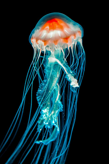 Animals, Jellyfish, Dark, Underwater World, Tentacle HD phone wallpaper