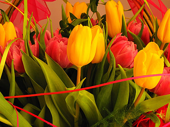 Flowers, Tulips, Registration, Typography, Close-Up, Bouquet HD wallpaper