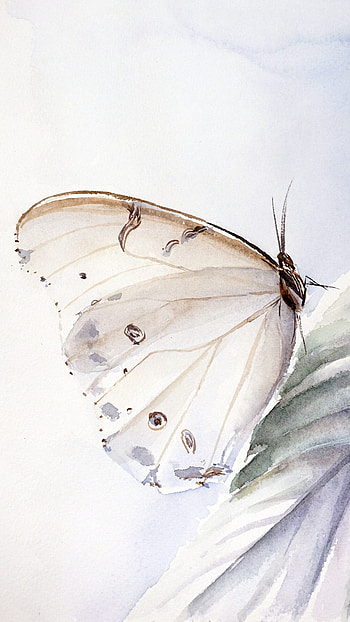 White Butterfly, Adorable, Background, Aesthetic HD phone wallpaper
