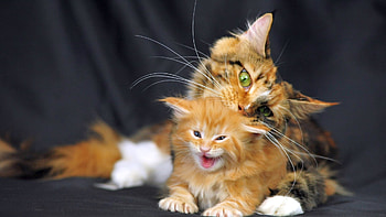 Animals, Cat, Kitty, Kitten, Spotted, Spotty, Maine Coon, Maine HD wallpaper
