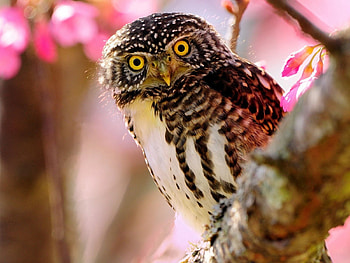 Animals, Owl, Bird, Sit, Branch, Predator HD wallpaper