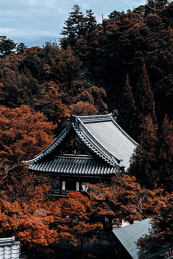 Trees, Architecture, Building, Miscellanea, Miscellaneous, Pagoda, Roof HD phone wallpaper