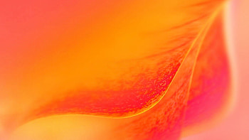 Background, Plant, Macro, Petals HD wallpaper