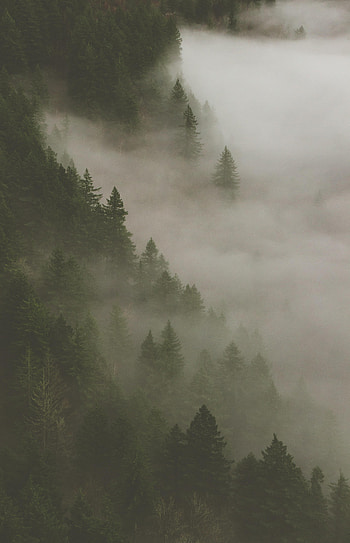 Nature, Trees, Smoke, Forest, Fog HD phone wallpaper